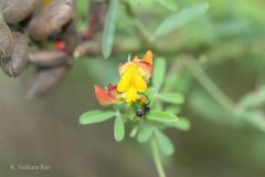 Crotalaria goreensis